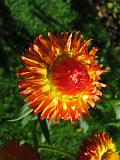 Paper Daisy_1 